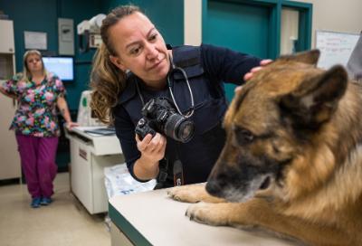 Margaret Doyle examining a dog