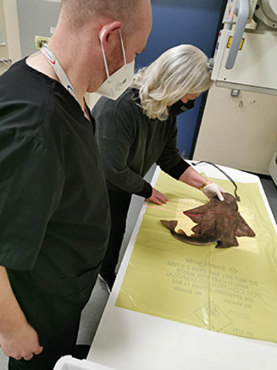 Angel Shark on a table with two people preparing it for x-ray
