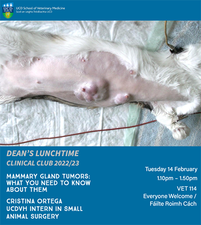 Image of a cat with mammary gland tumours on its abdomen
