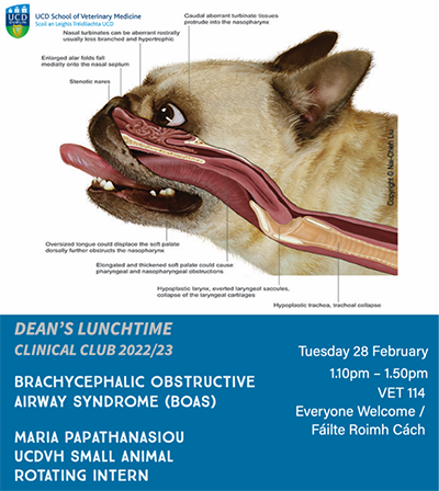 Picture of dog with labels showing problem areas associated with brachycephalic obstructive airway syndrome