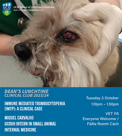 Image of vet's hands holding a dog's head. The dog has a badly bloodshot eye