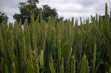 col-ag-food-science-vet-med-2014-respubs