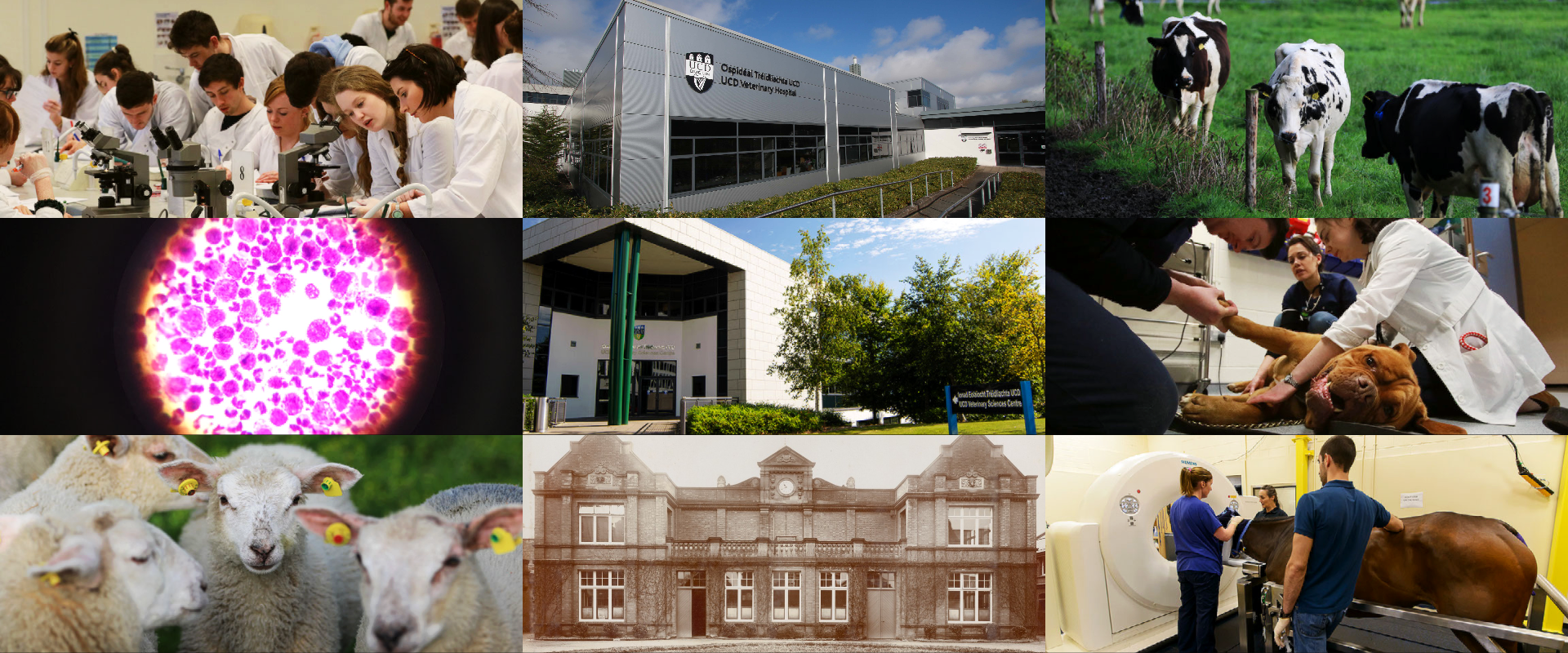 Photo collage of images from the Vet School and Hospital featuring students in a lab, sheep, cows, vets with a dog, an equine CT and the School buildings