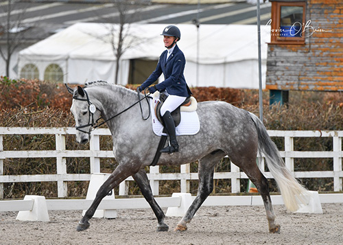 Maestro, a grey horse, taking part in a dressage competition with his owner