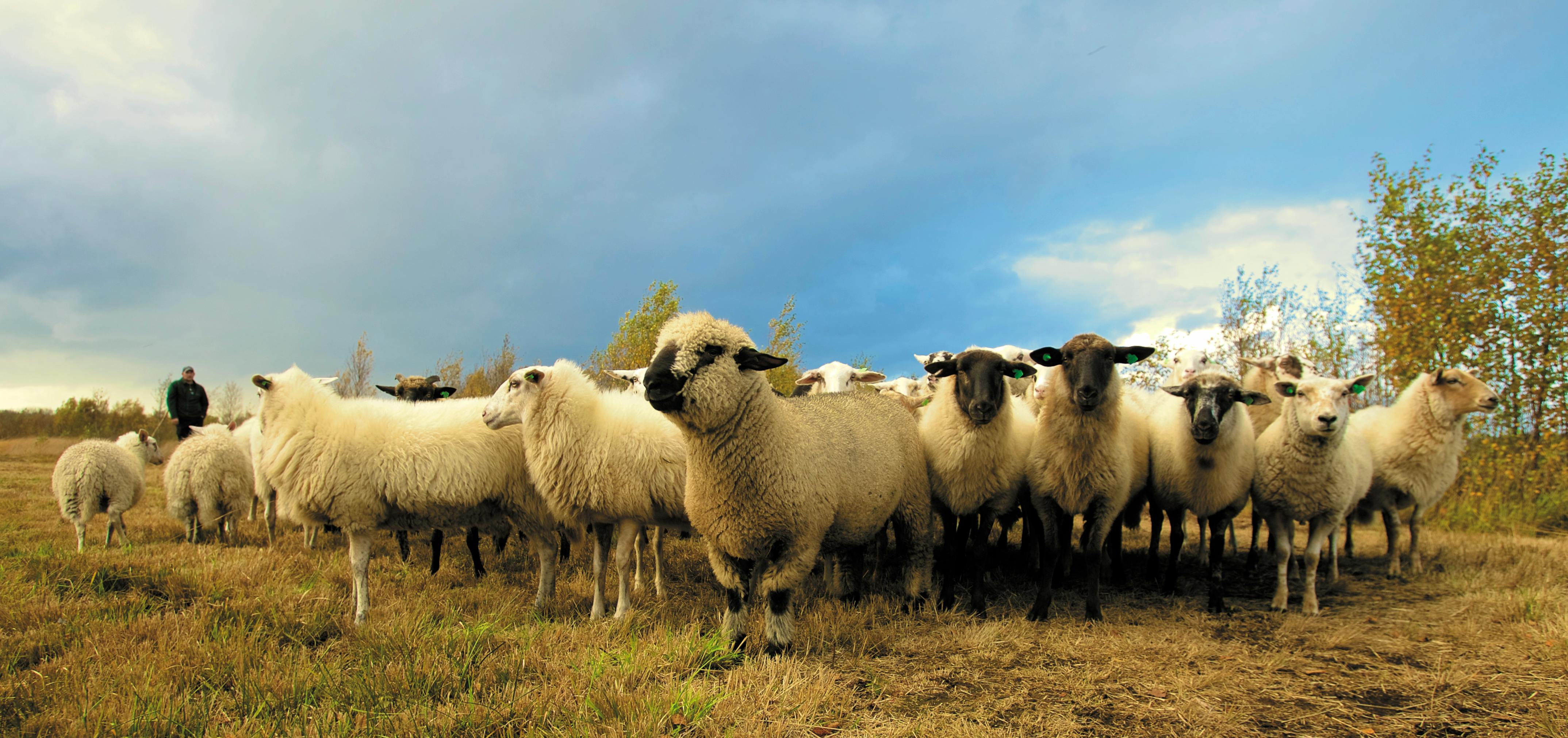A flock of sheep in a field