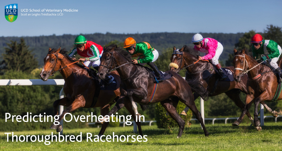 Image of four jockeys on horses in a race