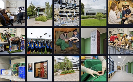 In the 2023 edition of UCD Veterinary Community News we\'re celebrating our flourishing community - find out more here.