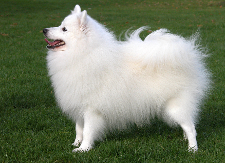 Image of a Japanese Spitz dog standing on grass