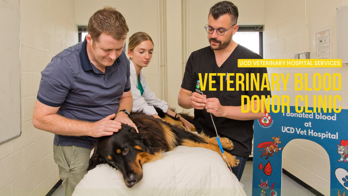 Image of a dog lying down during a blood donation with their owner, a vet student and a vet beside them