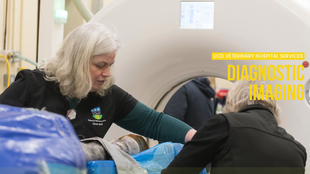 Horse being prepared for a CT scan by two Diagnostic Imaging team members