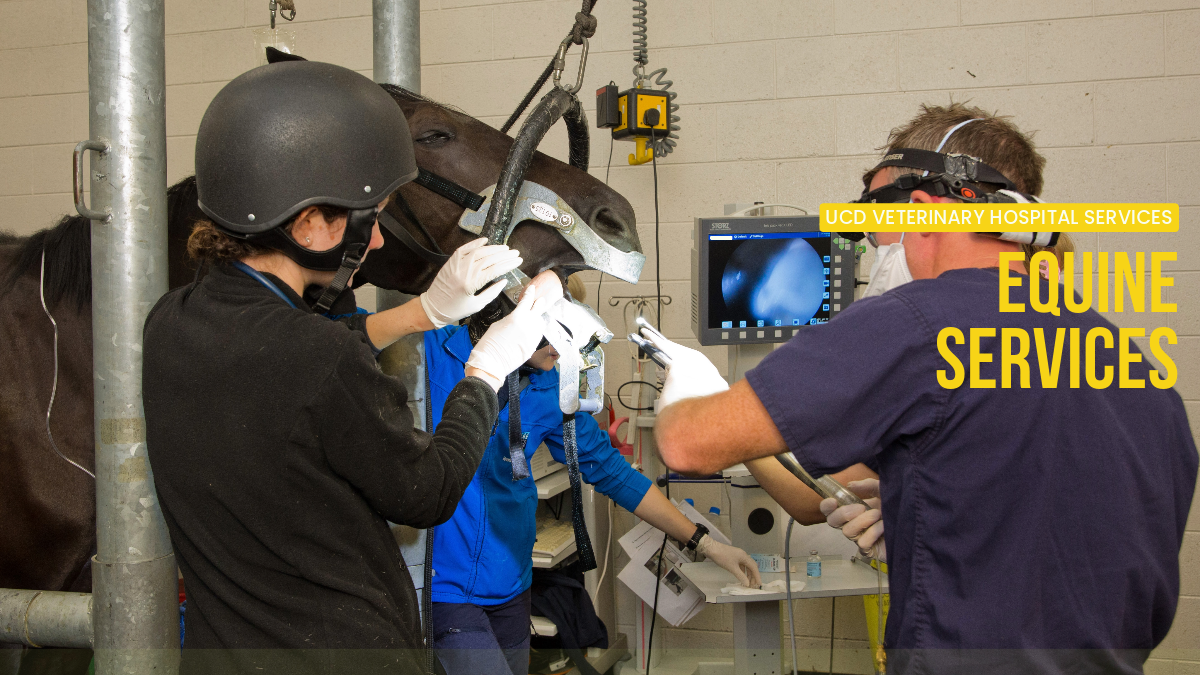 Image of vet carrying out dental exam on a horse