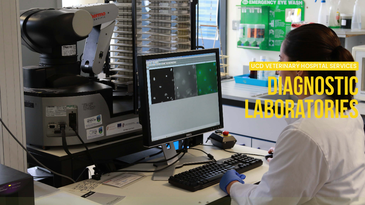 Lab staff member analysing test results at a computer