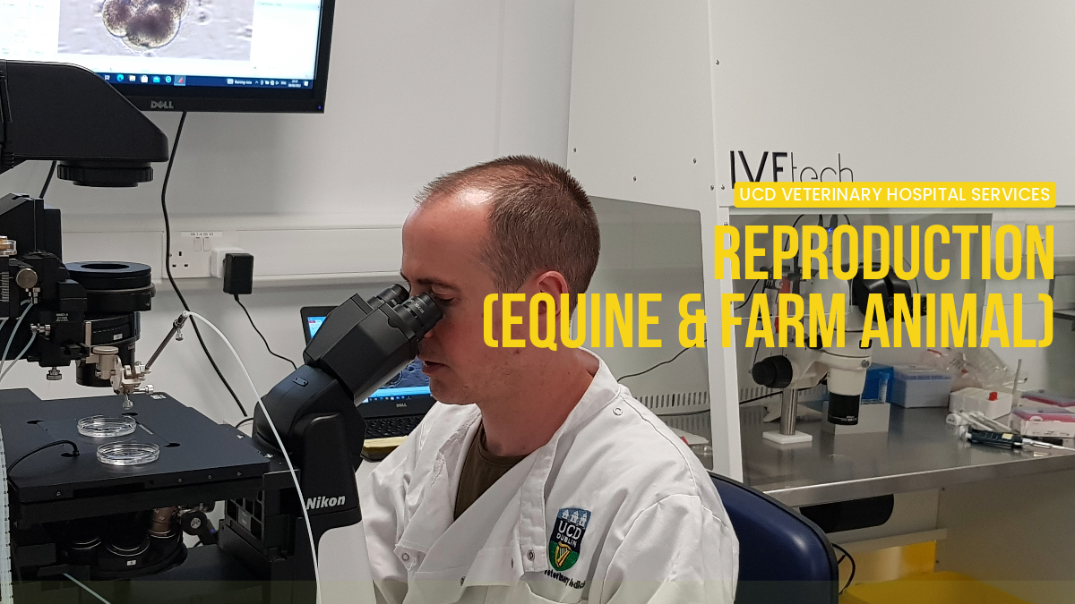 Member of the Equine Reproduction team looking at samples in a lab