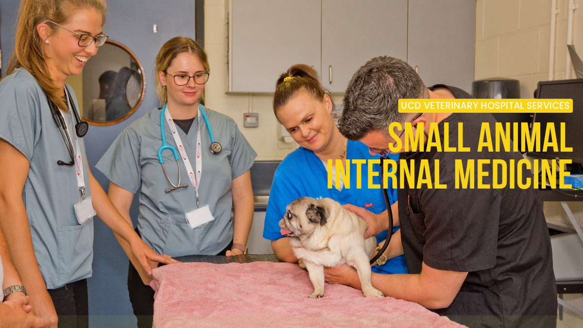 Small dog being examined by two members of the Small Animal Medicine team and two students