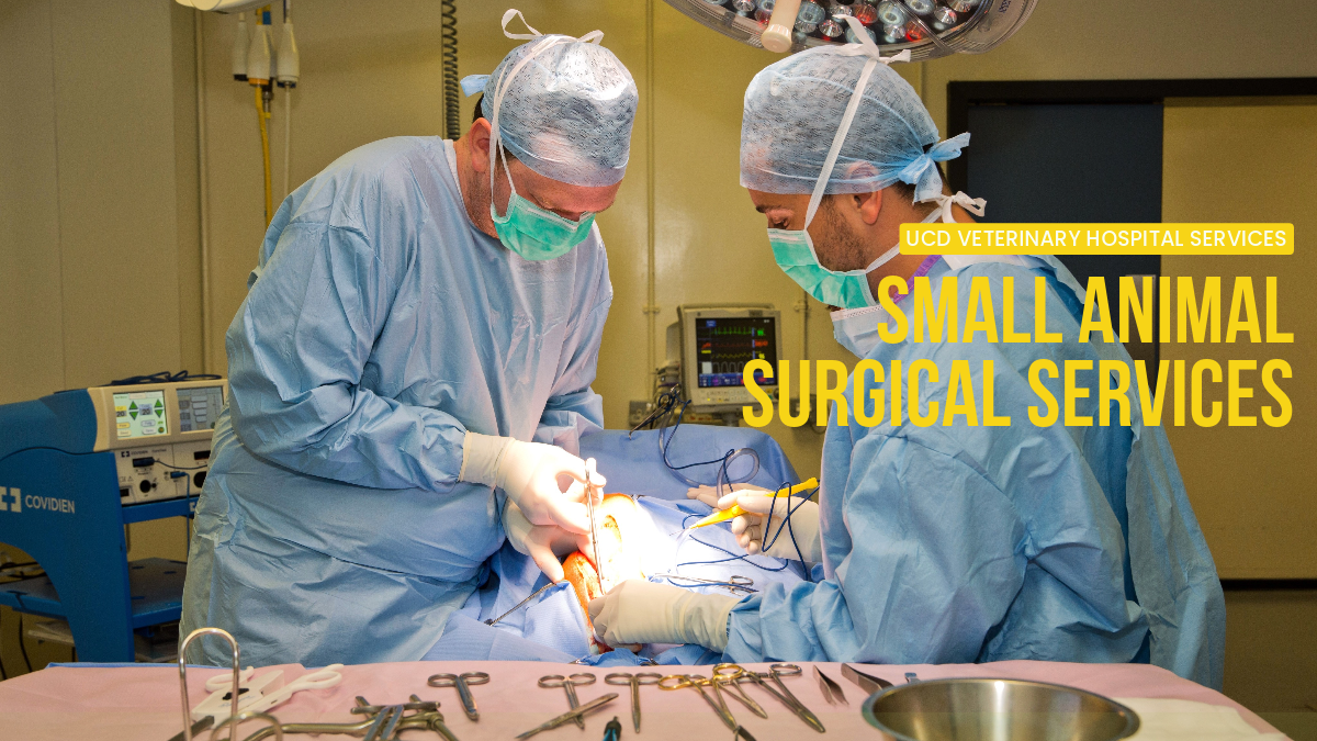 Image of two veterinary surgeons carrying out a procedure on a dog in an operating theatre