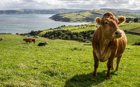 Our Farm Animal Service offers expertise in bovine and small ruminant health management,  reproduction, epidemiology and veterinary public health.