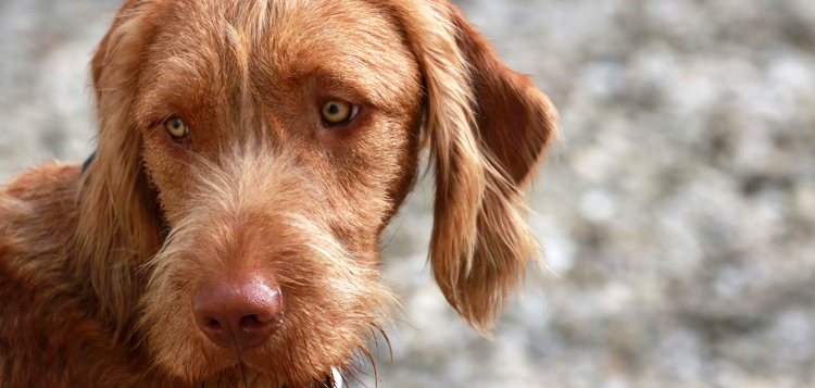 UCD Veterinary Hospital Animal Welfare Fund - image of dog